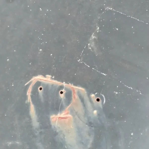 Portellone / Cofano Posteriore Mercede-Benz CE 200 Coupé 1993